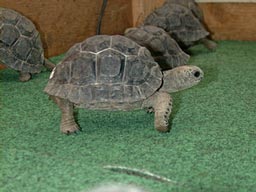 �]�E�K����BABY2