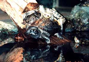 ��������̃k�}�K��-2