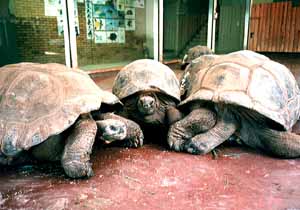 �R���̃]�E�K��