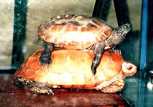 �Q�C�̃k�}�K��