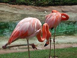 �z�m����������