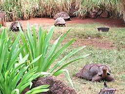 �z�m����������