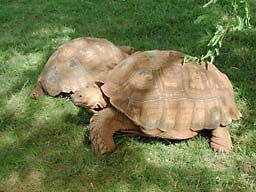 �z�m����������