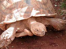 �z�m����������