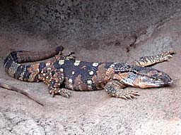 �z�m����������