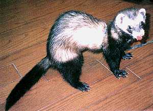 �t�F���b�g