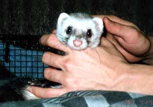 �t�F���b�g