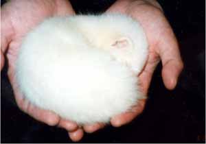 �t�F���b�g