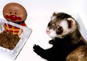 �t�F���b�g