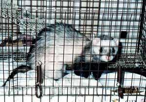 �t�F���b�g