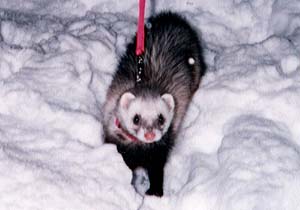 �t�F���b�g