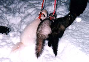 �t�F���b�g