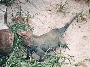 �R�����C�O�A�i