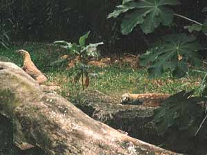 �R���h�h���S��