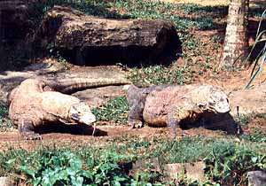 �R���h�h���S��