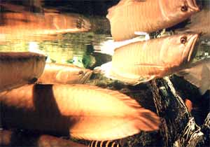 �A�����i