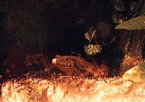 �S���C�A�X�K�G��