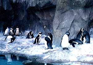 �y���M��