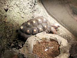 ��쓮����