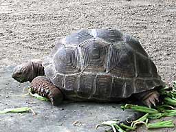 ��쓮����