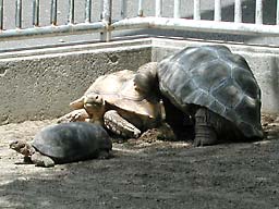 ��쓮����