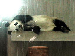 ��쓮����