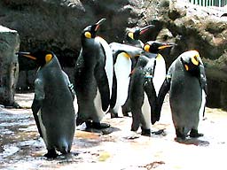 ��쓮����