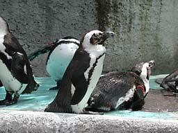 ��쓮����