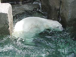 ��쓮����