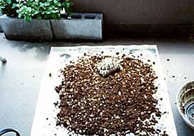 �x�����_�P