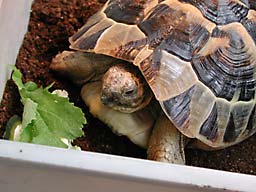 �����߂��I��������PICASSO