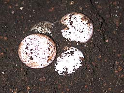 �@��N��������