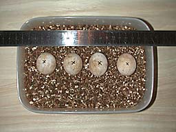 ���𑪂��Ă݂�