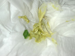 �E�O�C�X�F�̔A�_