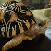 �z�E�V���K��