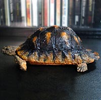 �t�`�]�����N�K��