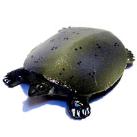 ���F঒��ރJ���ڐ}��