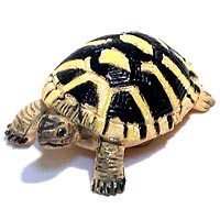 ���F঒��ރJ���ڐ}��