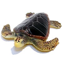 ���F঒��ރJ���ڐ}��