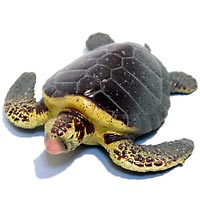 ���F঒��ރJ���ڐ}��