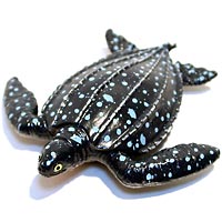 ���F঒��ރJ���ڐ}��