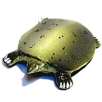 ���F঒��ރJ���ڐ}��