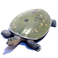 ���F঒��ރJ���ڐ}��