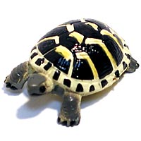 ���F঒��ރJ���ڐ}��