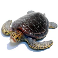 ���F঒��ރJ���ڐ}��