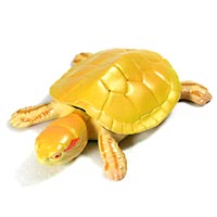 �`���R�G�b�O