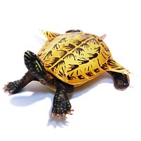 �`���R���U�E���X