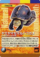 �T�ԓV�R�L�O���@�Z�}���n�R�K��